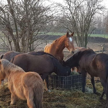 뒤스부르크 Muehlenberger Ponyhof 아파트 외부 사진