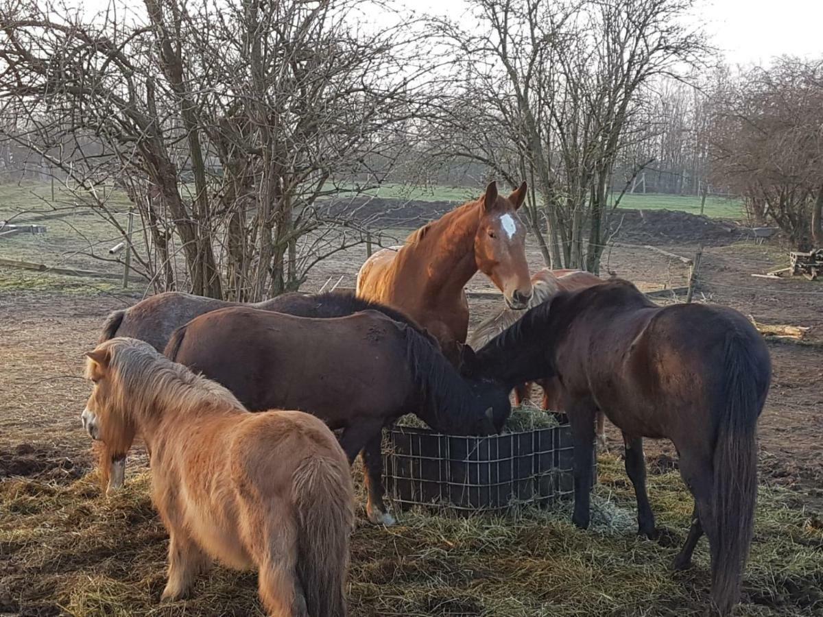 뒤스부르크 Muehlenberger Ponyhof 아파트 외부 사진